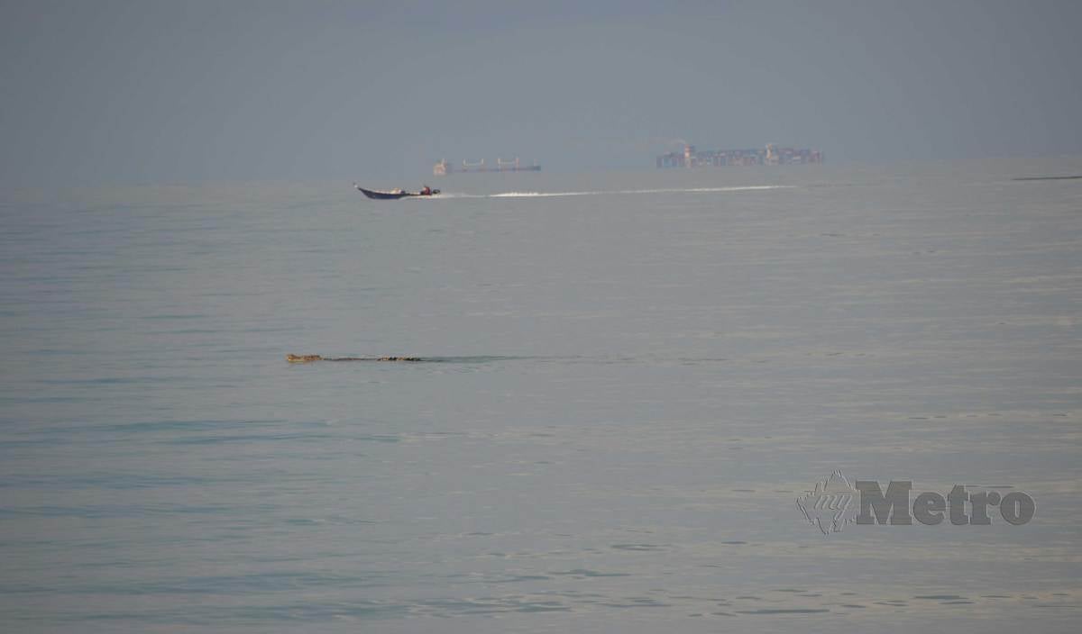 BUAYA tembaga berenang di muka laut kira-kira 100 meter dari gigi pantai di Pantai Puteri, Tanjung Kling. FOTO Hassan Omar