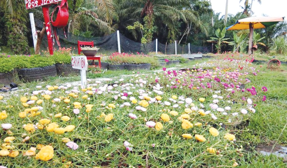 ROS Jepun mengindahkan landskap kebun dapur Nur Rabitahani.