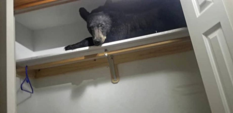 SEEKOR beruang terperangkap di dalam serumah  sebelum masuk ke dalam almari pakaian untuk tidur. FOTO Agensi
