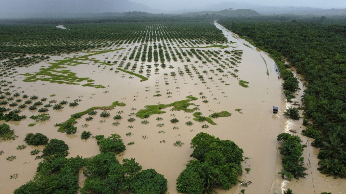 FOTO pada 3 Januari menunjukkan ladang sawit di Beluran yang terjejas akibat banjir. FOTO Bernama 