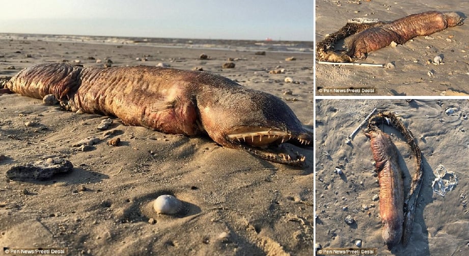 Bangkai haiwan dipercayai sejenis belut terdampar di pantai Texas selepas Taufan Harvey bulan lalu. 