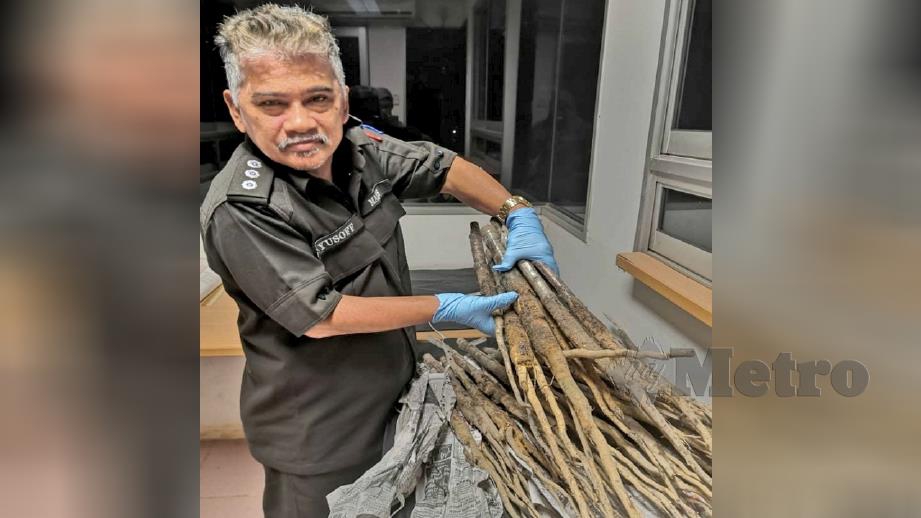 Pegawai MAQIS Kelantan menunjukkan anak pokok getah berjaya dirampas di ICQS Bukit Bunga, Tanah Merah. Foto Ihsan MAQIS 