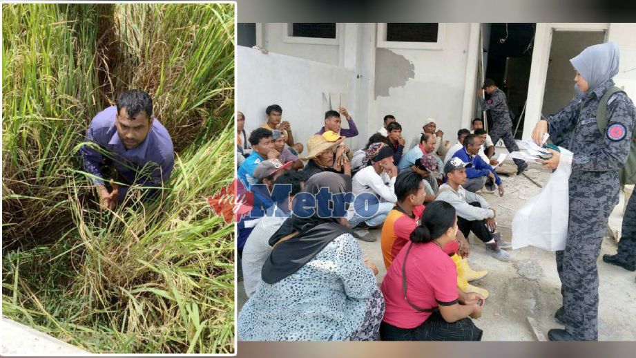 Pekerja asing terjun ke sawah bagi mengelak ditahan anggota Imigresen. (Gambar kanan) Pegawai Imigresen memeriksa dokumen warga asing yang ditahan di kawasan pembinaan di Jalan Langgar. FOTO  Noorazura Abdul Rahman dan ihsan Imigresen