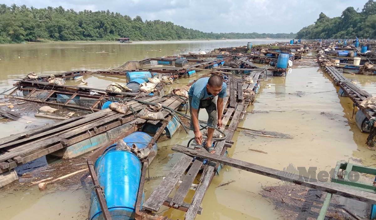 KEADAAN sangkar rosak akibat banjir yang menyebabkan bekalan ikan air tawar untuk Ramadan menyusut. FOTO Nazdy Harun.