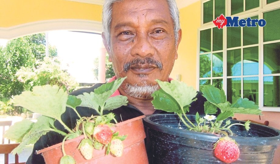 ABDUL Halim menunjukkan pokok strawberi yang mulai berbuah. FOTO Syed Ismail Syed Abu Bakar 