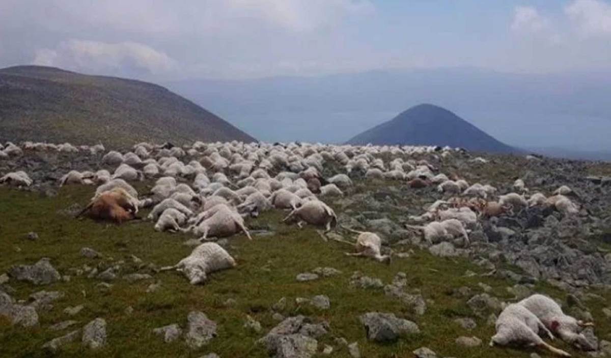 SEBANYAK 500 kambing biri-biri mati di padang Gunung Abul, Ninotsminda dekat selatan Georgia. FOTO Jnews