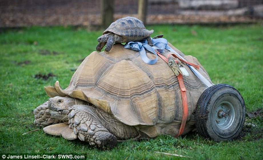 Kura-kura Afrika, Bert, yang dipasang roda pada kaki belakangnya. 