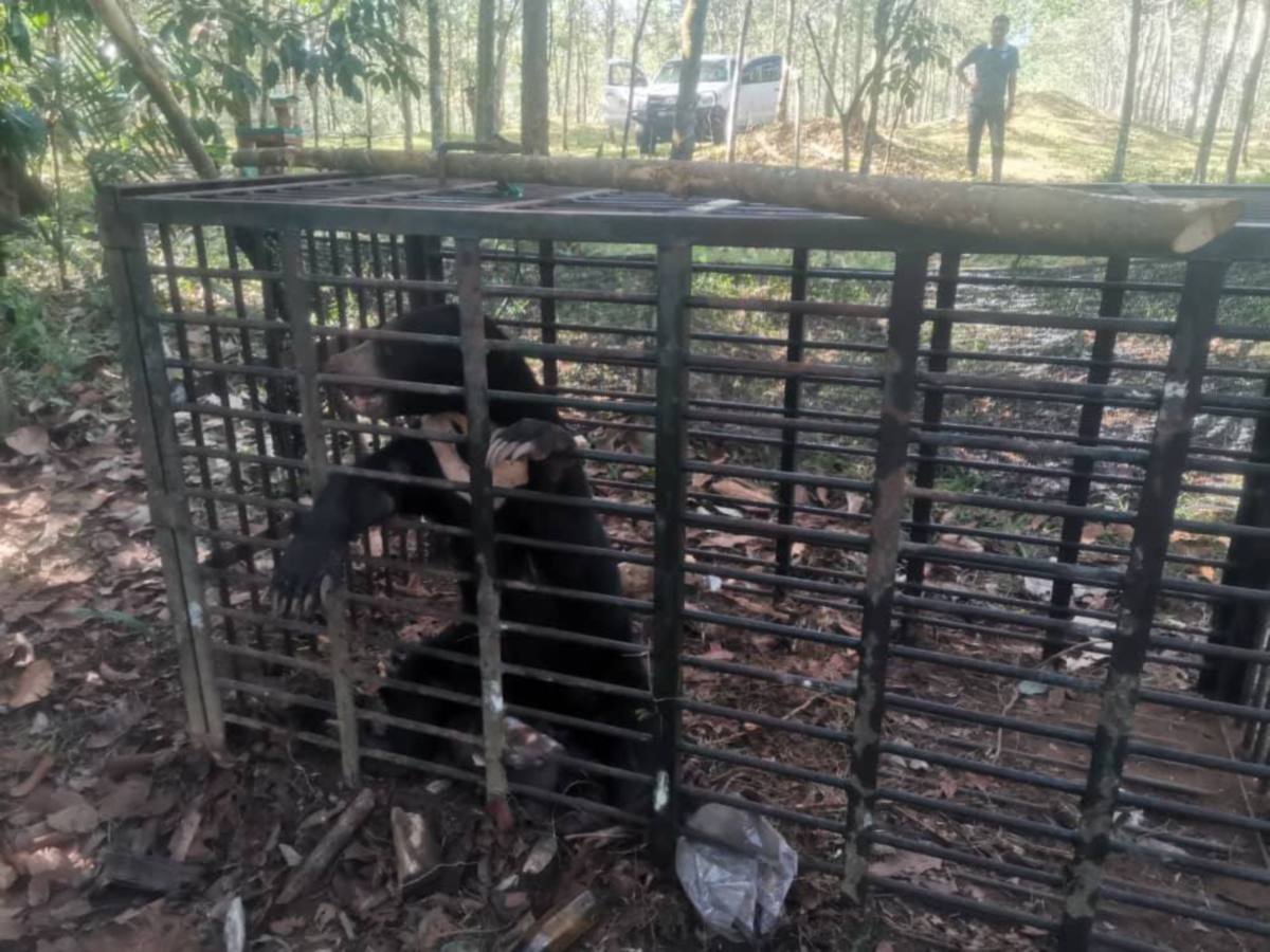Beruang matahari betina yang berjaya ditangkap di Kampung Air Asahan Hulu. FOTO Ihsan Perhilitan