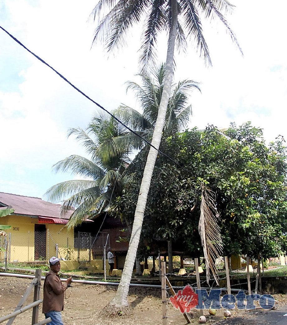 HUSIN mengendalikan beruk peliharaannya untuk memetik kelapa sejak 22 tahun lalu di sekitar Masjid Tanah.  FOTO Hassan Omar