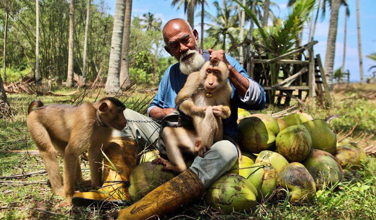 MUHAMMED Yusof bersama beruk peliharaannya mengambil upah memanjat pokok kelapa di Kampung Tanjung, Batu Rakit. FOTO Ghazali Kori