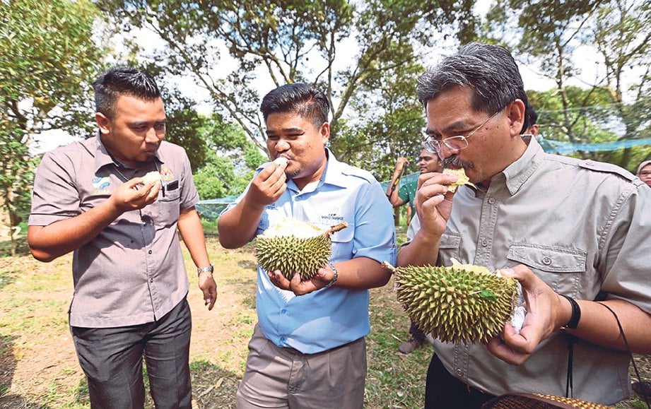 KEENAKAN durian Jelebu memang diakui sedap.