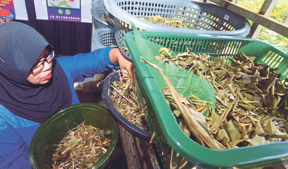  KASMALIA memilih 14 jenis daun herba sebagai persediaan untuk berserum.