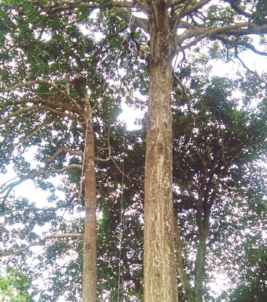 KETINGGIAN pokok binjai boleh mencecah 36 meter. 