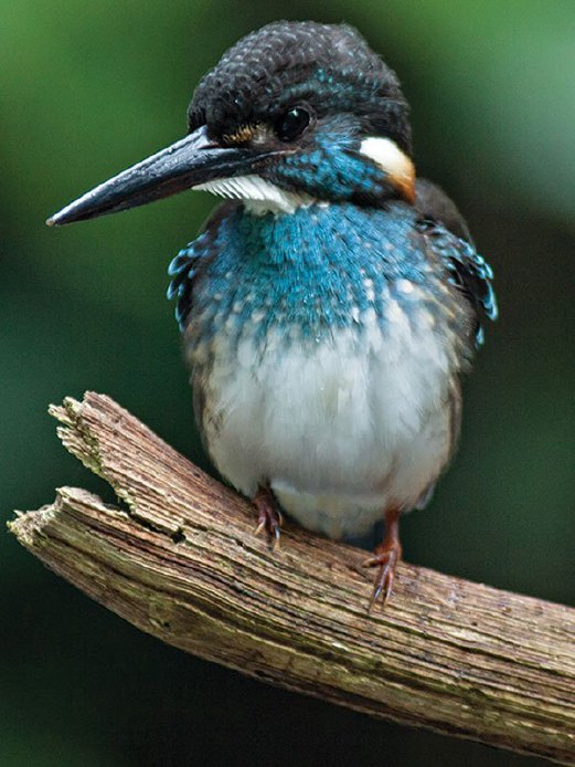 PEKAKA bukit - jantan ‘Malay Blue-banded Kingfisher’ (Alcedo peninsulae).