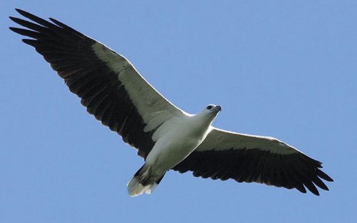 BURUNG White-bellied Sea Eagle banyak di lihat di Taman Negara Pulau Pinang.