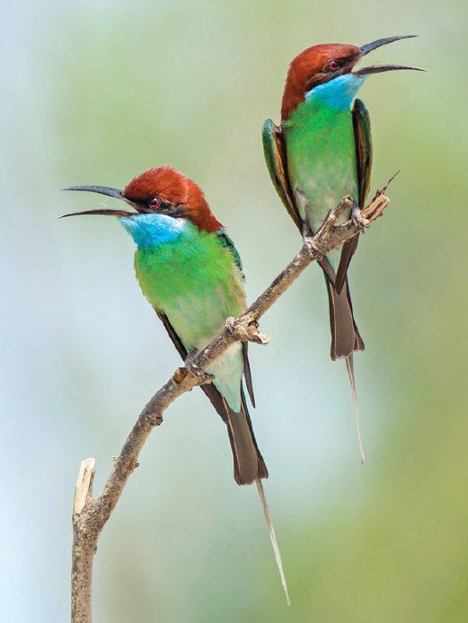 BEREK-BEREK tadah hujan ‘Blue-throated bee-eater’ 