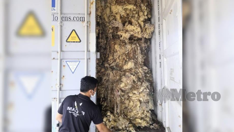  Jabatan Perkhidmatan Kuarantin dan Pemeriksaan Malaysia (MAQIS) Johor menahan dua kontena yang membawa bulu biri-biri dalam kejadian di Pelabuhan Tanjung Pelepas (PTP) Gelang Patah, jam 3 petang semalam. FOTO IHSAN MAQIS JOHOR