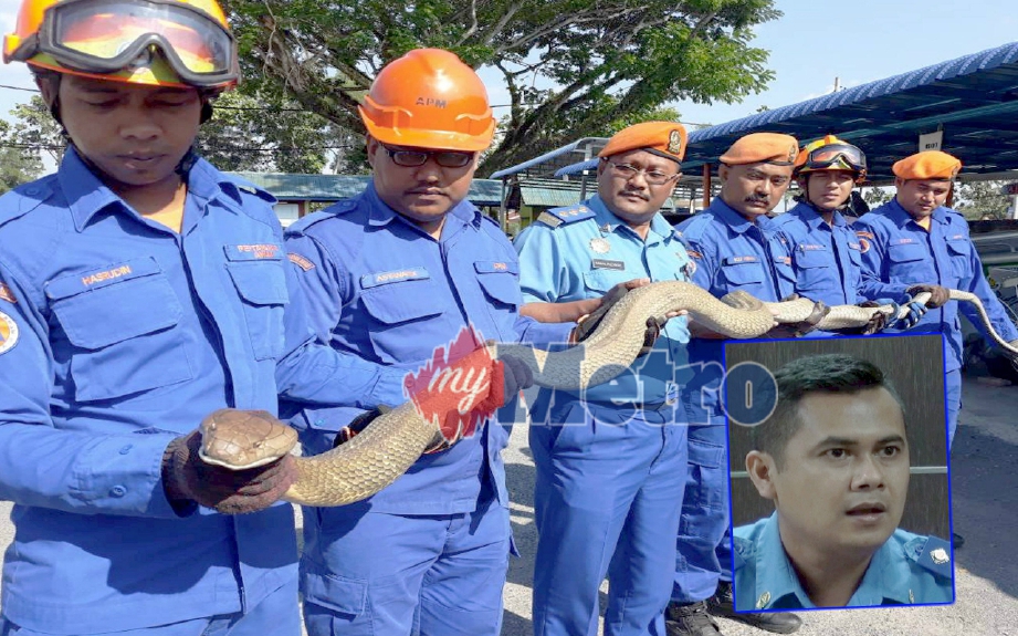 (Gambar fail) Anggota APM memegang ular tedung selar sepanjang enam meter dan seberat 28 kilogram yang ditangkap di Kampung Kota Guar Napai, Napoh, baru-baru ini. (Gambar kecil) Saifuddin Abdullah.   