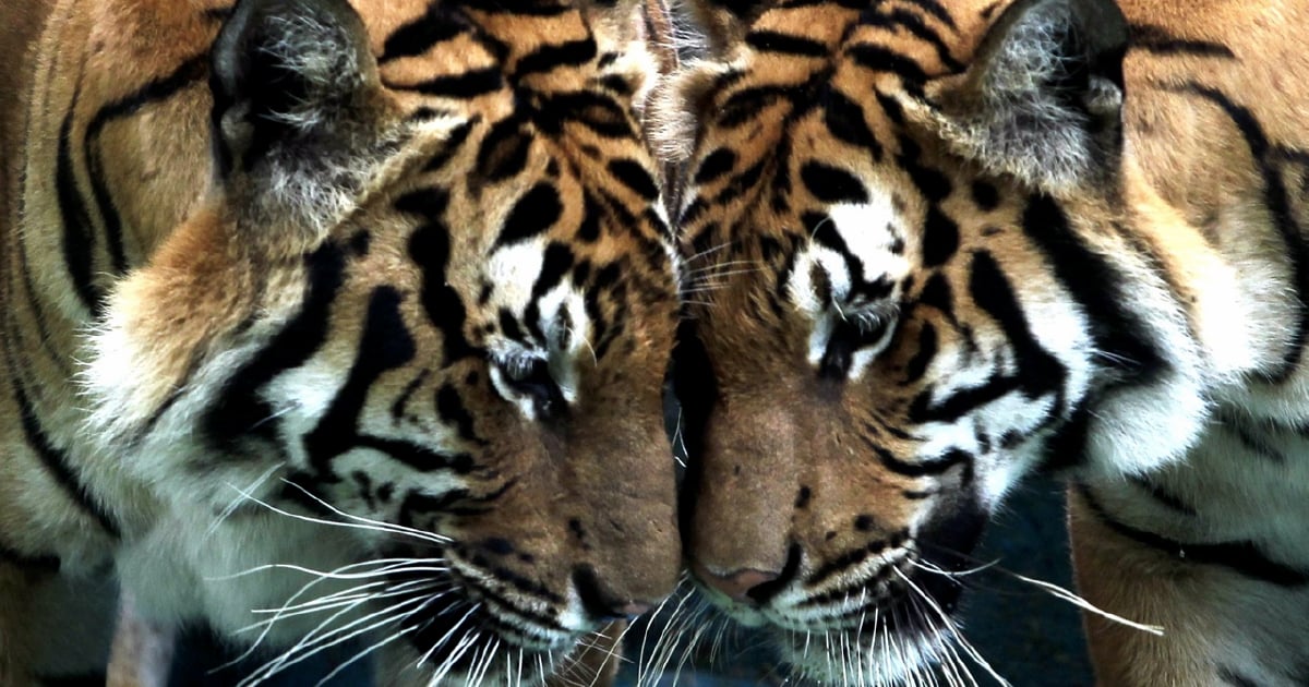 Denda Tinggi Pastikan Harimau Malaya Tak Pupus