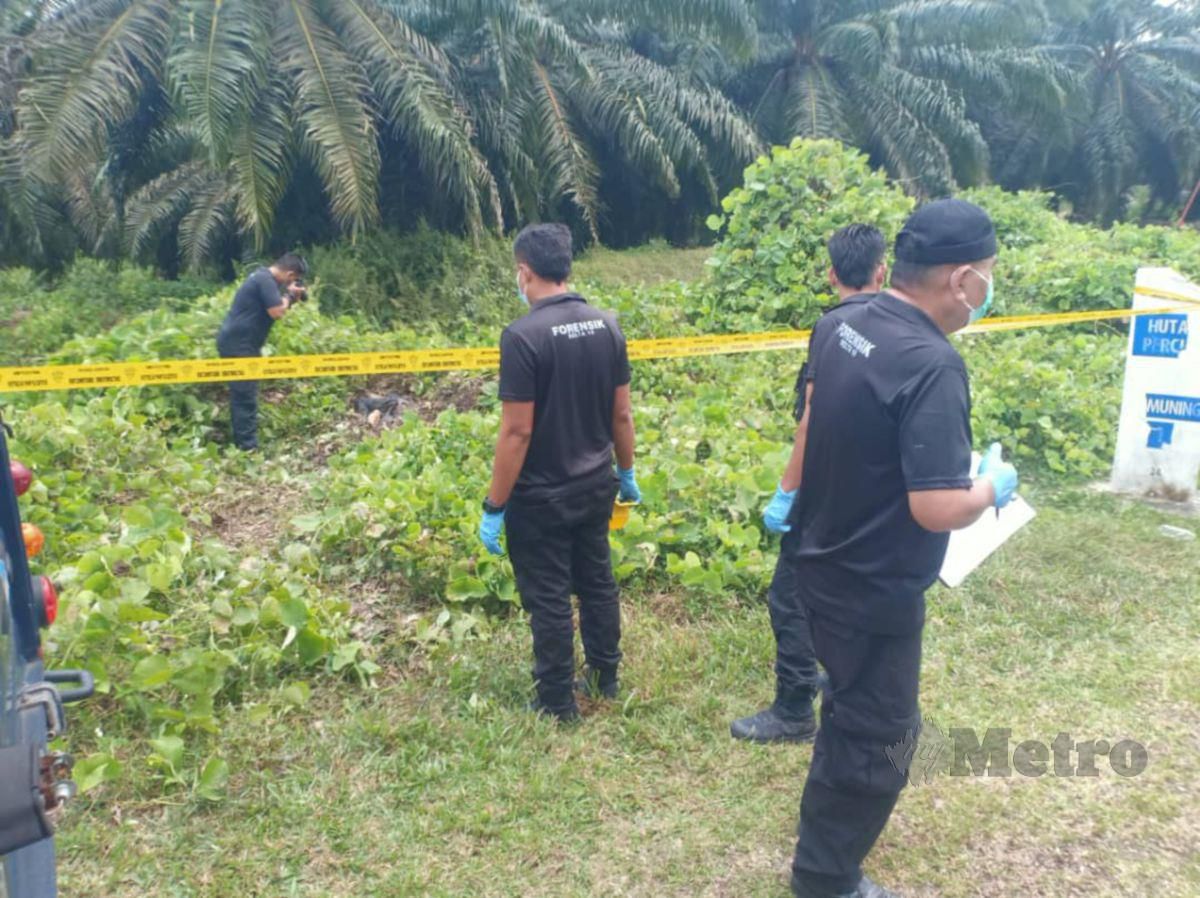 PASUKAN polis menjalankan siasatan di lokasi penemuan mayat lelaki hampir reput dan berulat di kebun kelapa sawit, di Kemuning. FOTO Ihsan pembaca