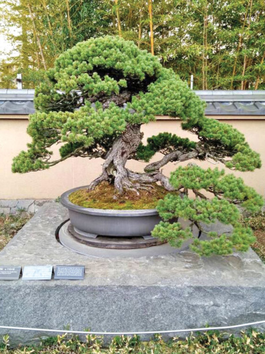 BONSAI Japanese Five  Needle Pine.