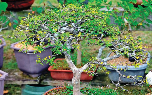 POKOK bonsai digubah dalam pelbagai bentuk mengikut kreativiti.