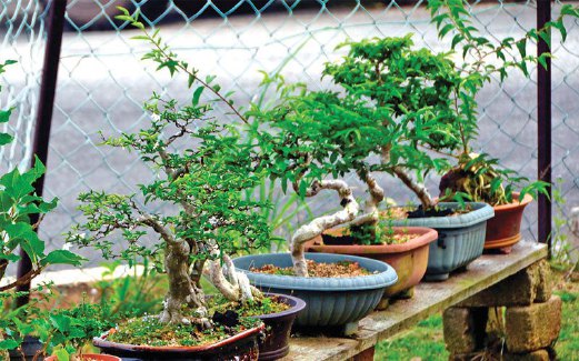 DERETAN bonsai yang menghiasi landskap halaman rumah Kamarul Bahri.