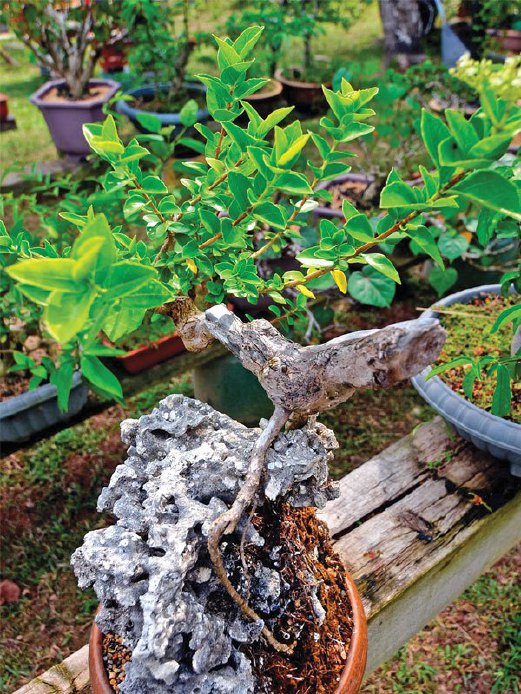 POKOK bonsai boleh ditanam di dalam pelbagai bekas.
