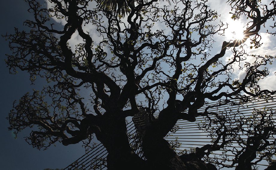 GAYA bonsai dipengaruhi strukturnya.