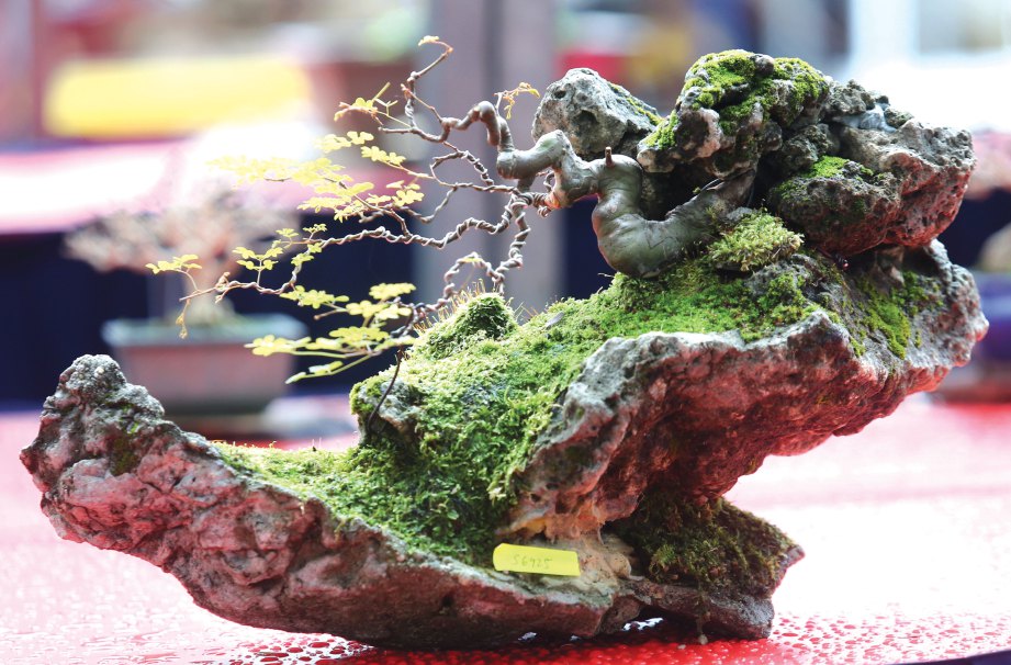 Kesabaran hasilkan bonsai indah Harian Metro
