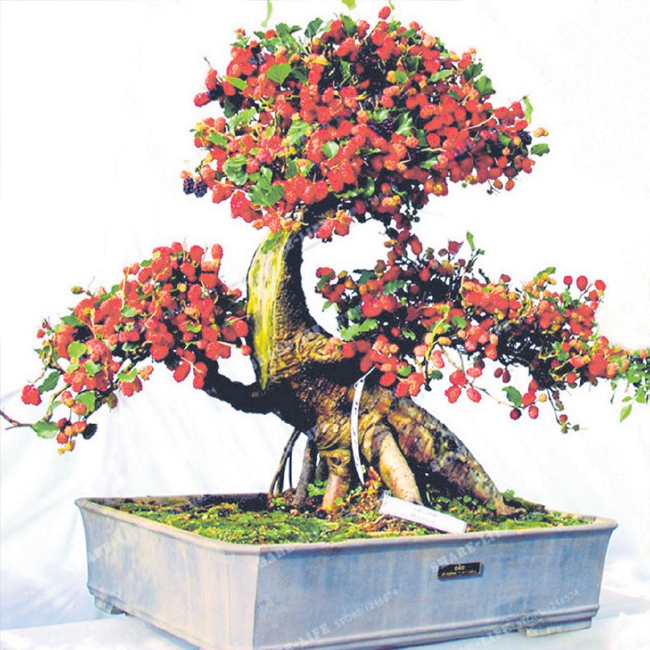ANTARA keunikan bonsai.