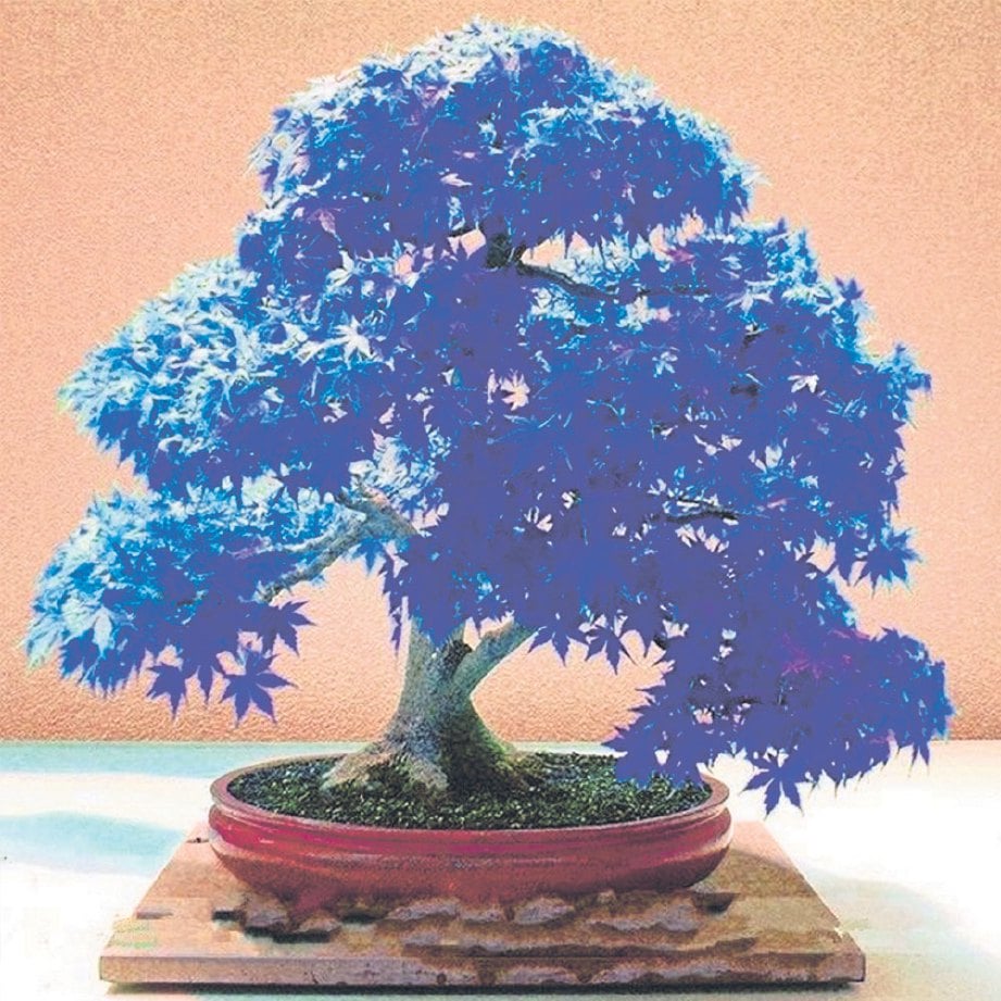 INOVASI China dalam baka bonsai pokok Mapel Jepun.