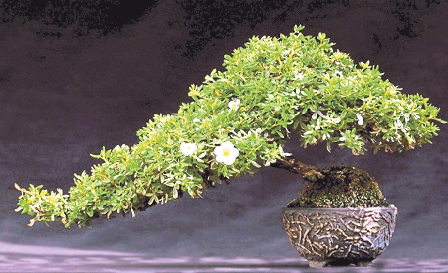 ANTARA bonsai tercantik di dunia.