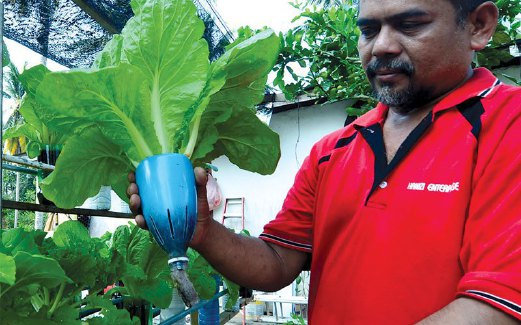 NIK Ismail memeriksa sayuran yang ditanam.