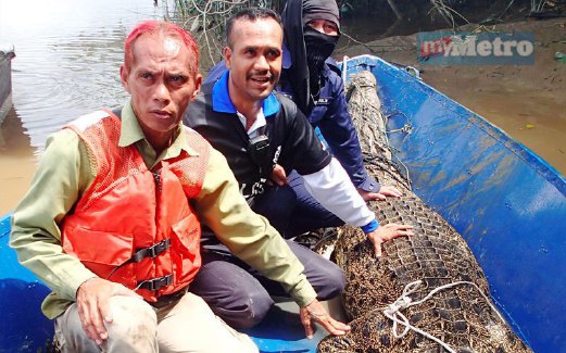 BUAYA yang berjaya ditangkap di Sungai Samarahan, kelmarin.
