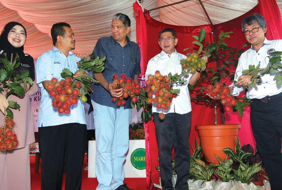 SALAHUDDIN, Mohamad Roff (kanan) dan Mohd Sallehhuddin (tiga dari kiri) menunjukkan buah rambutan klon baru Mutiara Merah (klon AG28) dan Mutiara Wangi (klon GB44).