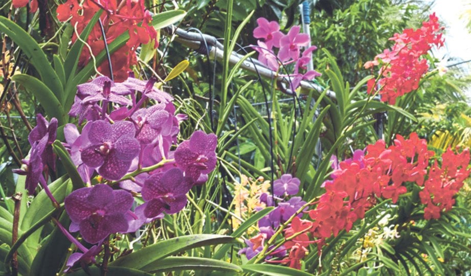 ANTARA spesies orkid yang menyerikan taman.