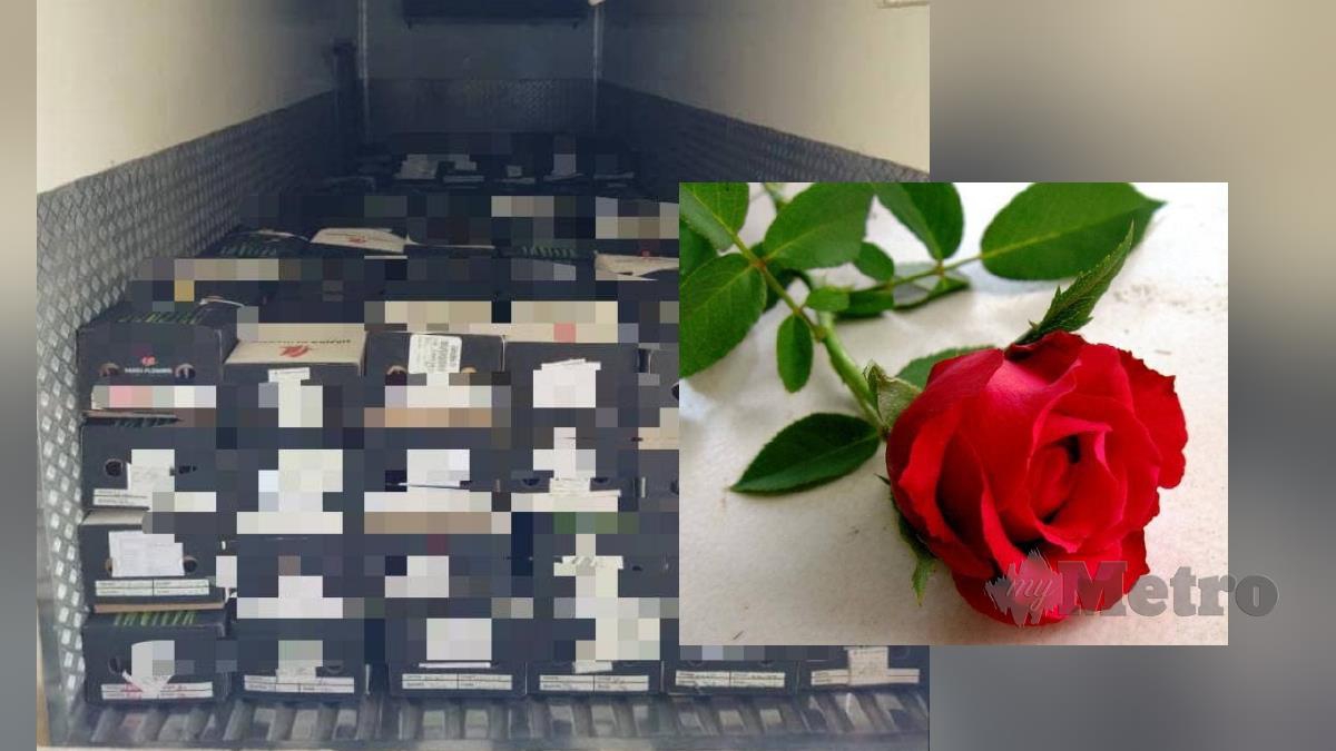 Bunga ros segar yang dirampas MAQIS di KLIA. FOTO ihsan MAQIS