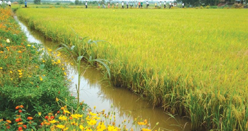 Pokok Bunga Di Tepian Sawah