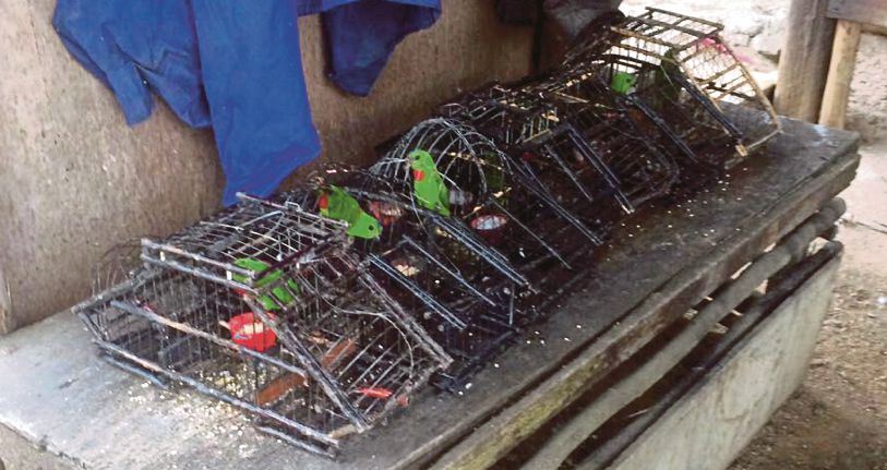 Burung tukar nasib  Harian Metro