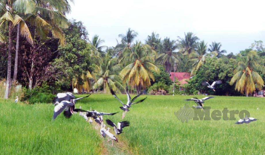 KEHADIRAN burung hijrah di kawasan sawah padi di Kampung Lonek, Batu Kikir, Jempol. FOTO Amran Yahya. 