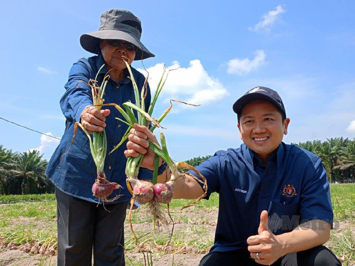 ARTHUR (kanan) menuai bawang merah jenis BW1 di Projek Pembangunan Tanaman Bawang di Kampung Ladang Bikam, dekat Sungkai. FOTO Muhamad Lokman Khairi