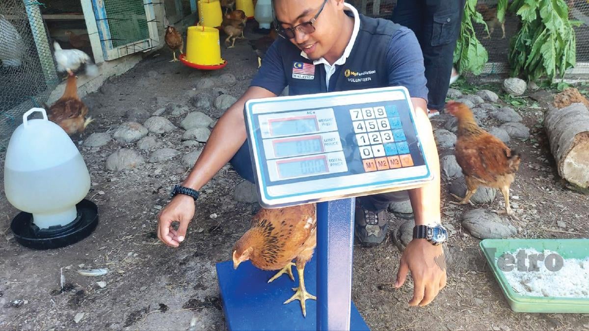 BERAT ayam sekurang-kurangnya perlu mencapai 1.5 kilogram.