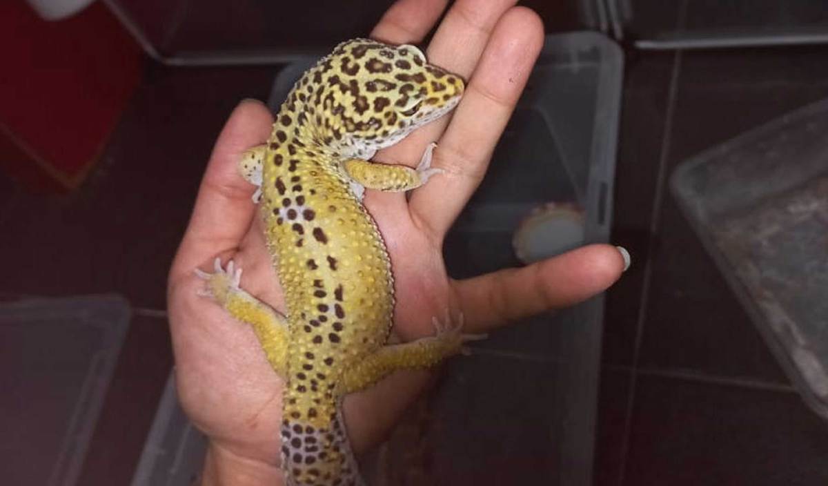 CICAK leopard gecko jantan induk yang dibelinya pada September 2021.