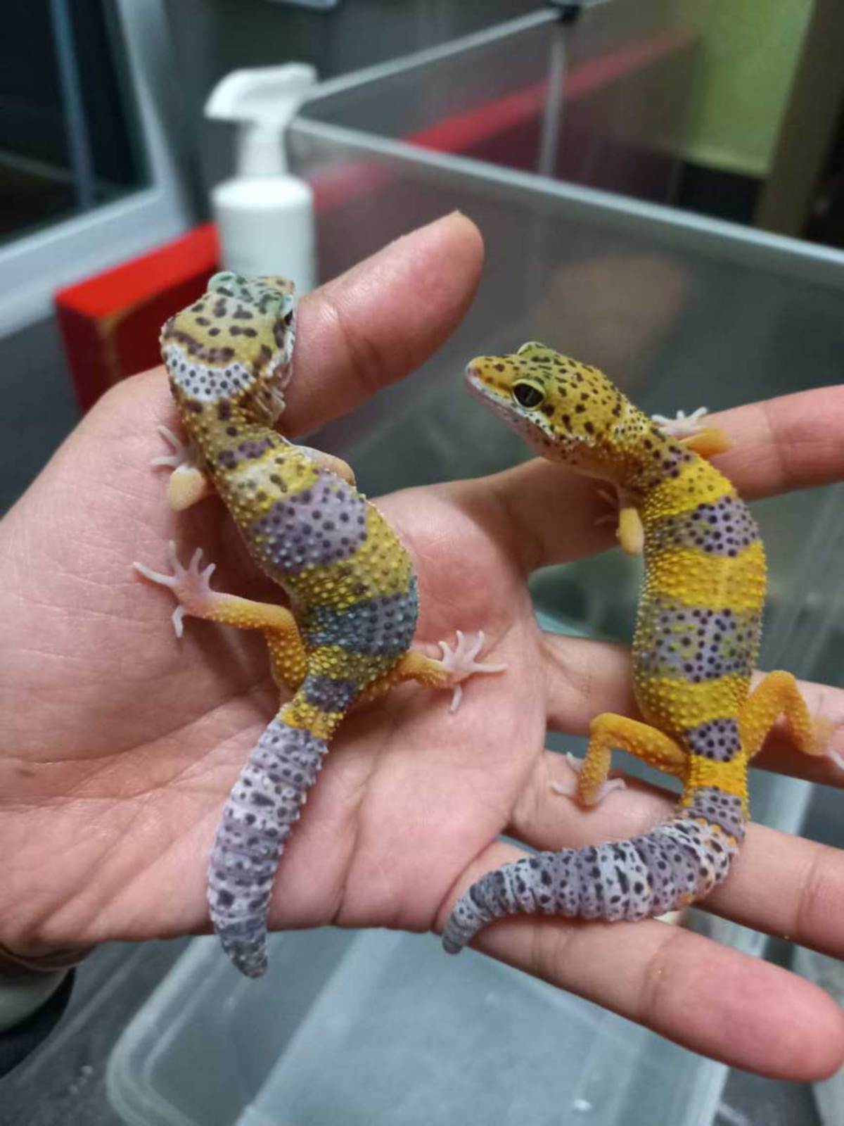 ANAK cicak leopard gecko yang menetas.