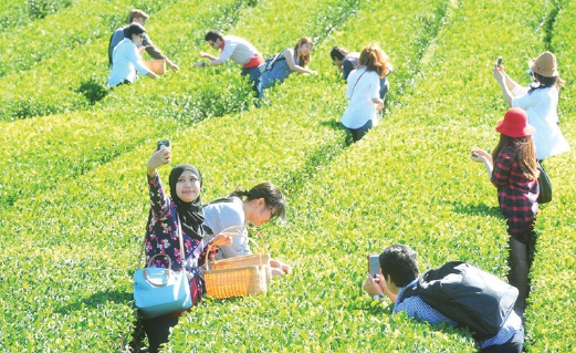 LADANG teh hijau di Pulau Jeju, Korea yang juga antara lokasi penanaman bahan semula jadi AMOREPACIFIC.