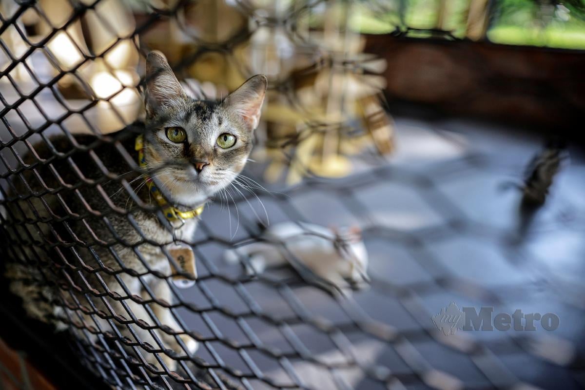 COMEL... Kucing yang ditempatkan di Taman Kucing Cyberjaya, baru-baru ini. FOTO BERNAMA