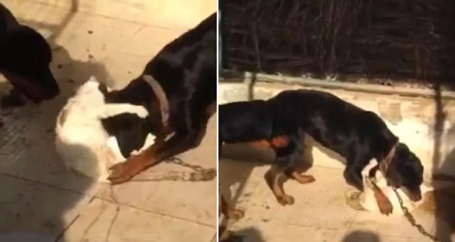 Seorang lelaki di UAE memberi kucing kepada anjingnya untuk dimakan dengan alasan haiwan malang itu menyerang merpati dan ayam di ladangnya.