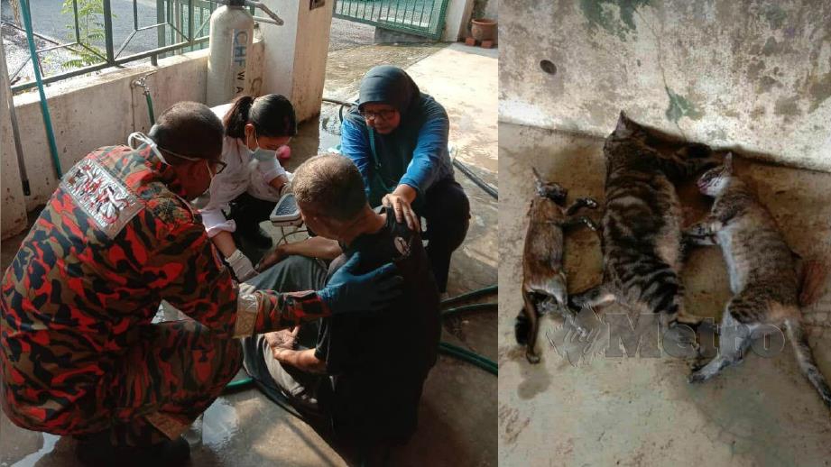 MANGSA yang cedera dalam kebakaran rumah di Taman Changkat Mewah, Batu Gajah diberi rawatan awal. (Gambar kanan) Tiga kucing mati dipercayai akibat sesak nafas. FOTO ihsan bomba. 