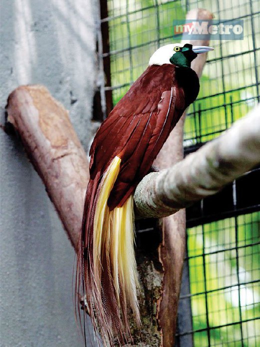 BURUNG cenderawasih menjadi tarikan terbaru Zoo Kemaman.